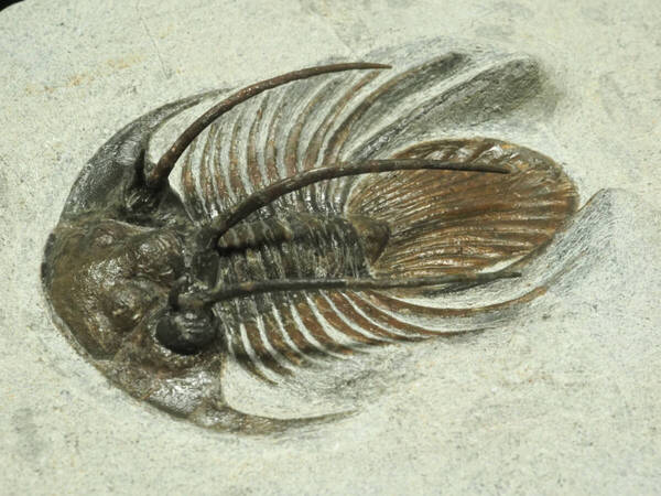 三葉虫【Kolihapeltis rabatensis】【51mm】モロッコ王国産/コリハペルティス/化石/魚/恐竜