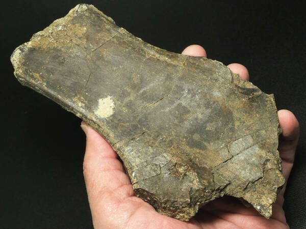 入手困難!アンキロサウルスの肩甲骨【Ankylosaurus sp.】【449g】モロッコ王国産/化石/恐竜/装盾類/鳥盤類/ステゴサウルス