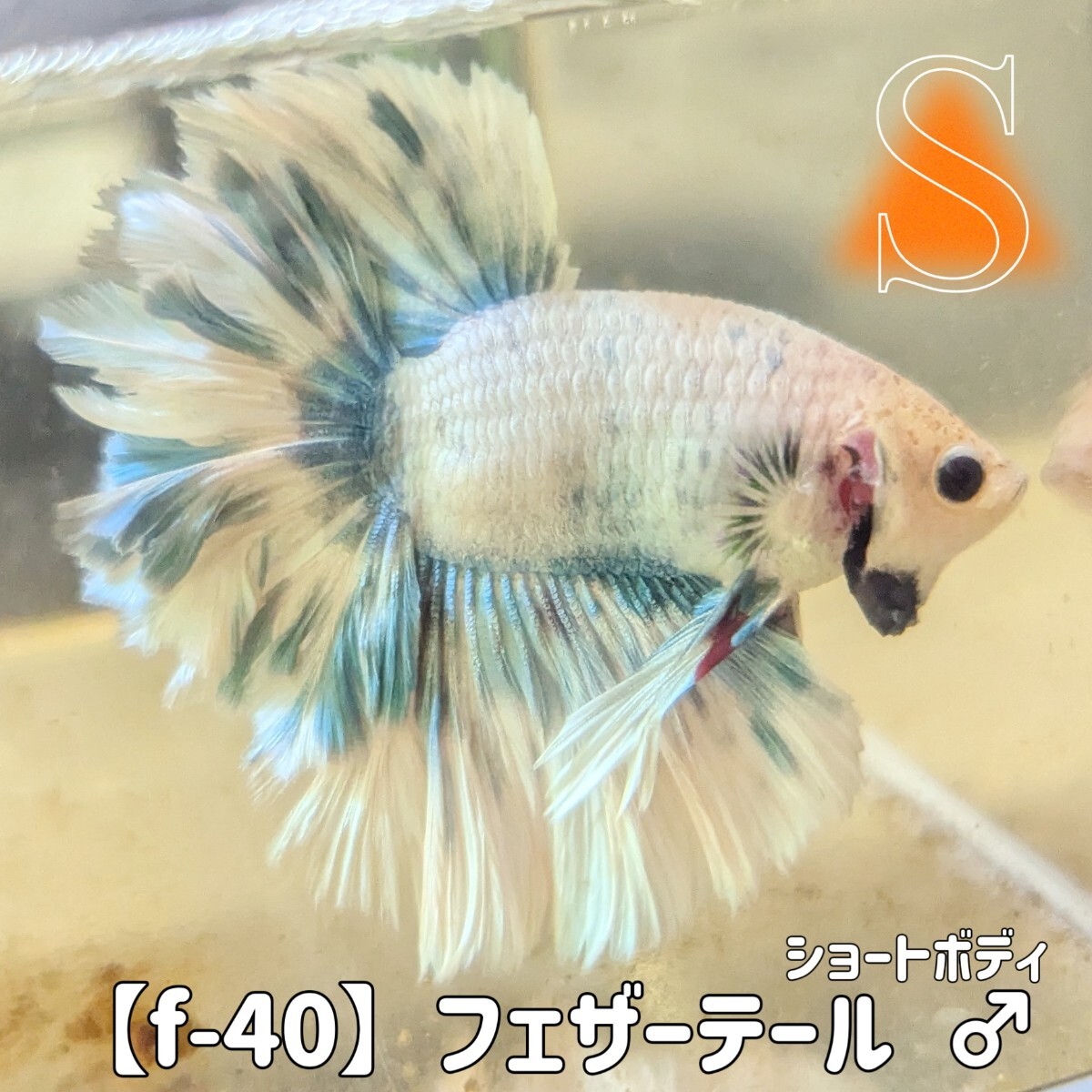 Yahoo!オークション -「ショートテール」(熱帯魚) (魚類、水生