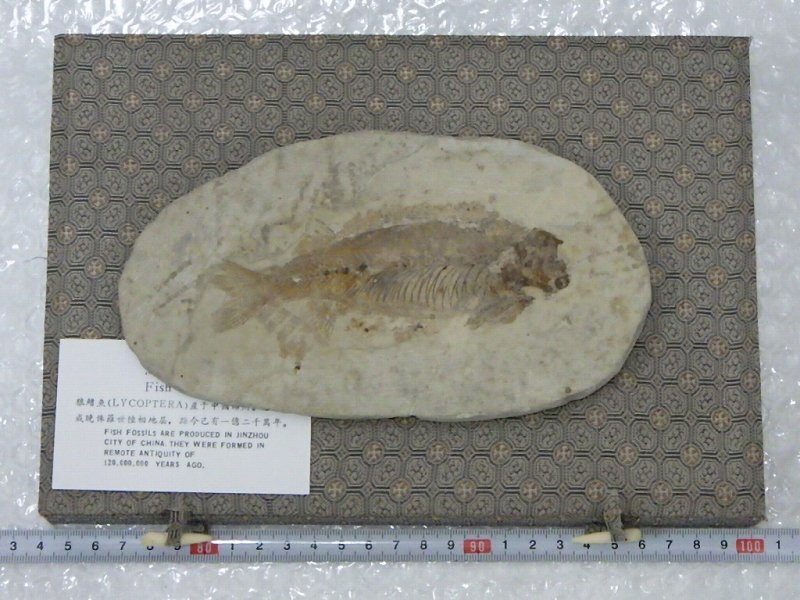 Yahoo!オークション -「古代魚」(化石) (科学、自然)の落札相場