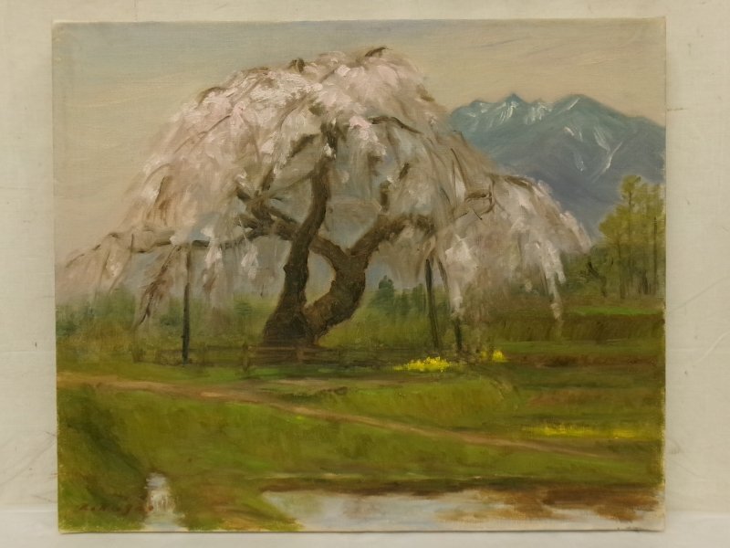 絵画 油絵 作者不詳 肉筆油絵 古木桜