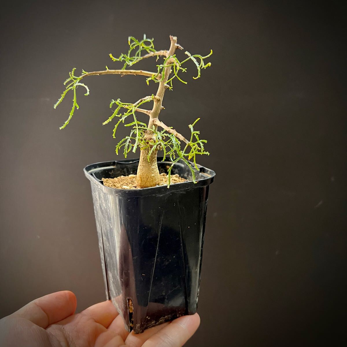 Yahoo!オークション -「コミフォラ」(その他) (観葉植物)の落札 Yahoo!オークション -「コミフォラ」(その他) (観葉植物)の落札