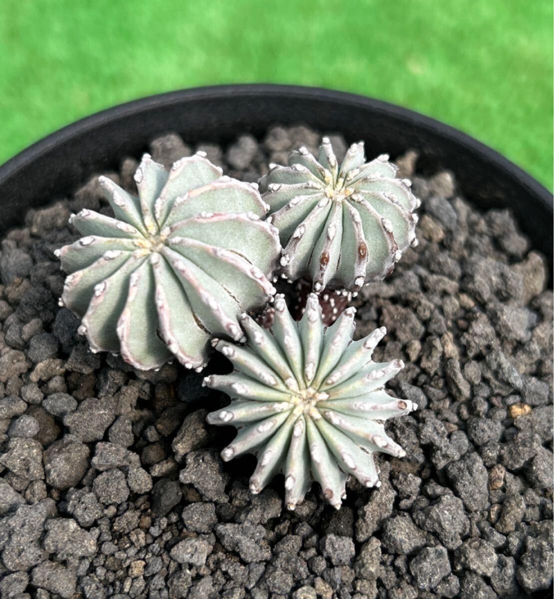 Yahoo!オークション -「メキシカーナ」(サボテン) (観葉植物)の Yahoo!オークション -「メキシカーナ」(サボテン) (観葉植物)の