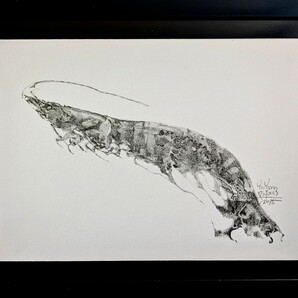 【真作1点物】「海老」■東京藝大卒画家■松崎祐哉■2015年・鉛筆肉筆画
