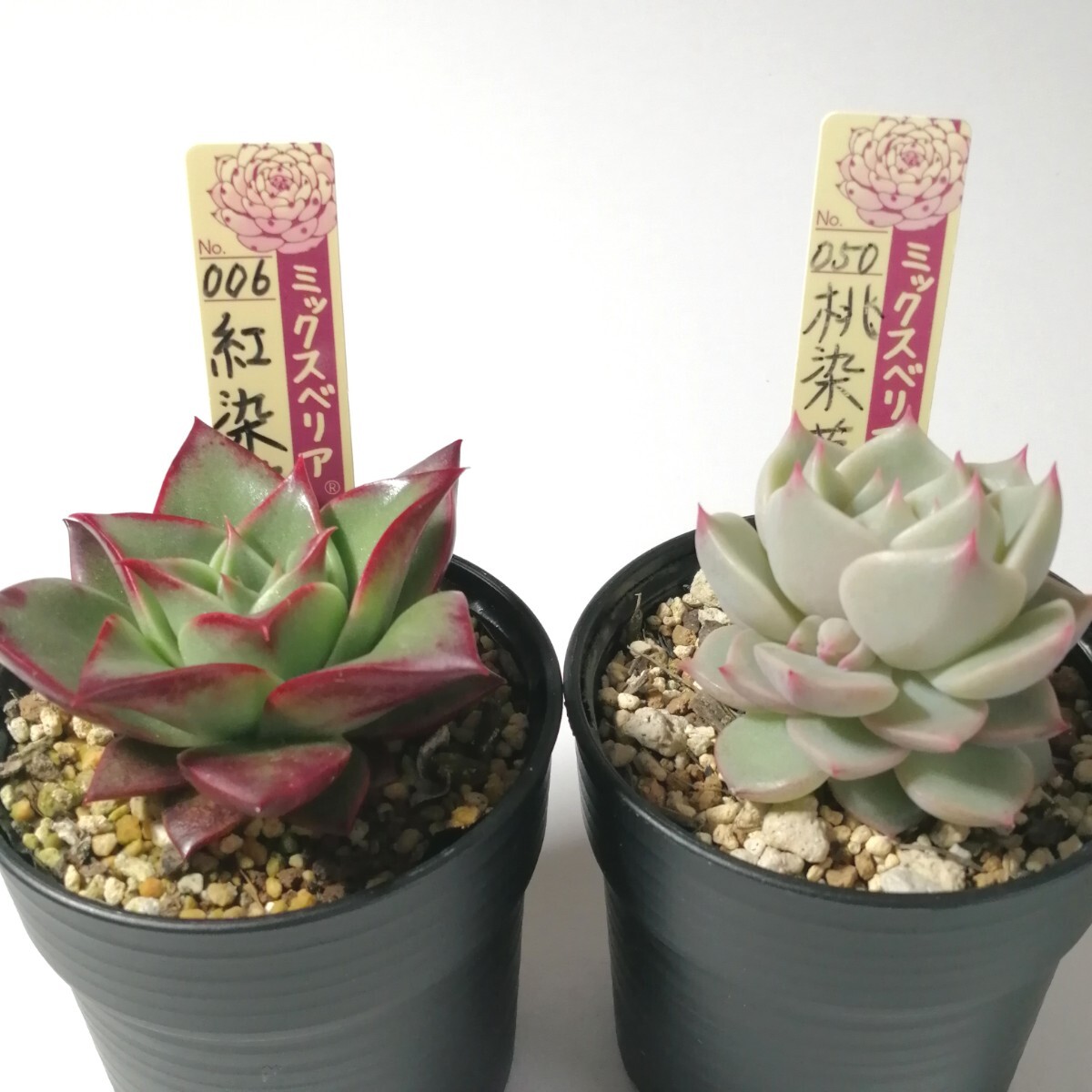 2025年最新】Yahoo!オークション -多肉植物おらいさん苗 2025年最新】Yahoo!オークション -多肉植物おらいさん苗