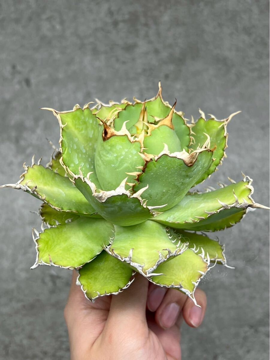 Yahoo!オークション -「devil」(観葉植物) の落札相場・落札価格 Yahoo!オークション -「devil」(観葉植物) の落札相場・落札価格