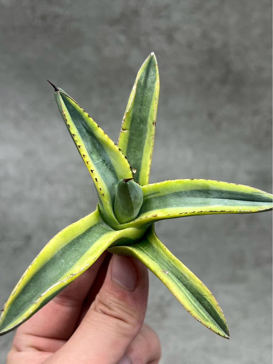 Yahoo!オークション -「シャーク」(アガベ) (観葉植物)の落札 Yahoo!オークション -「シャーク」(アガベ) (観葉植物)の落札