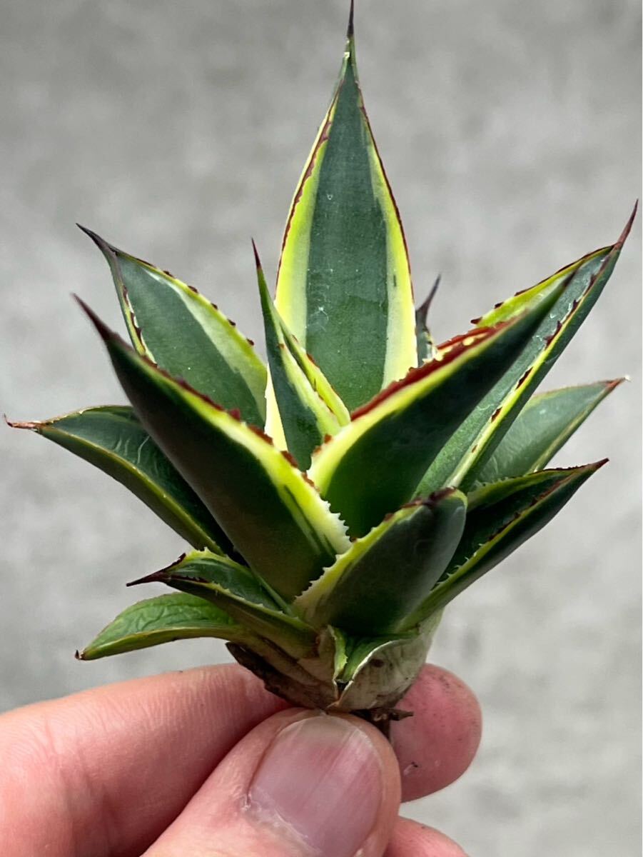 Yahoo!オークション -「アガベ ブルーグロー」(観葉植物) の落札 Yahoo!オークション -「アガベ ブルーグロー」(観葉植物) の落札
