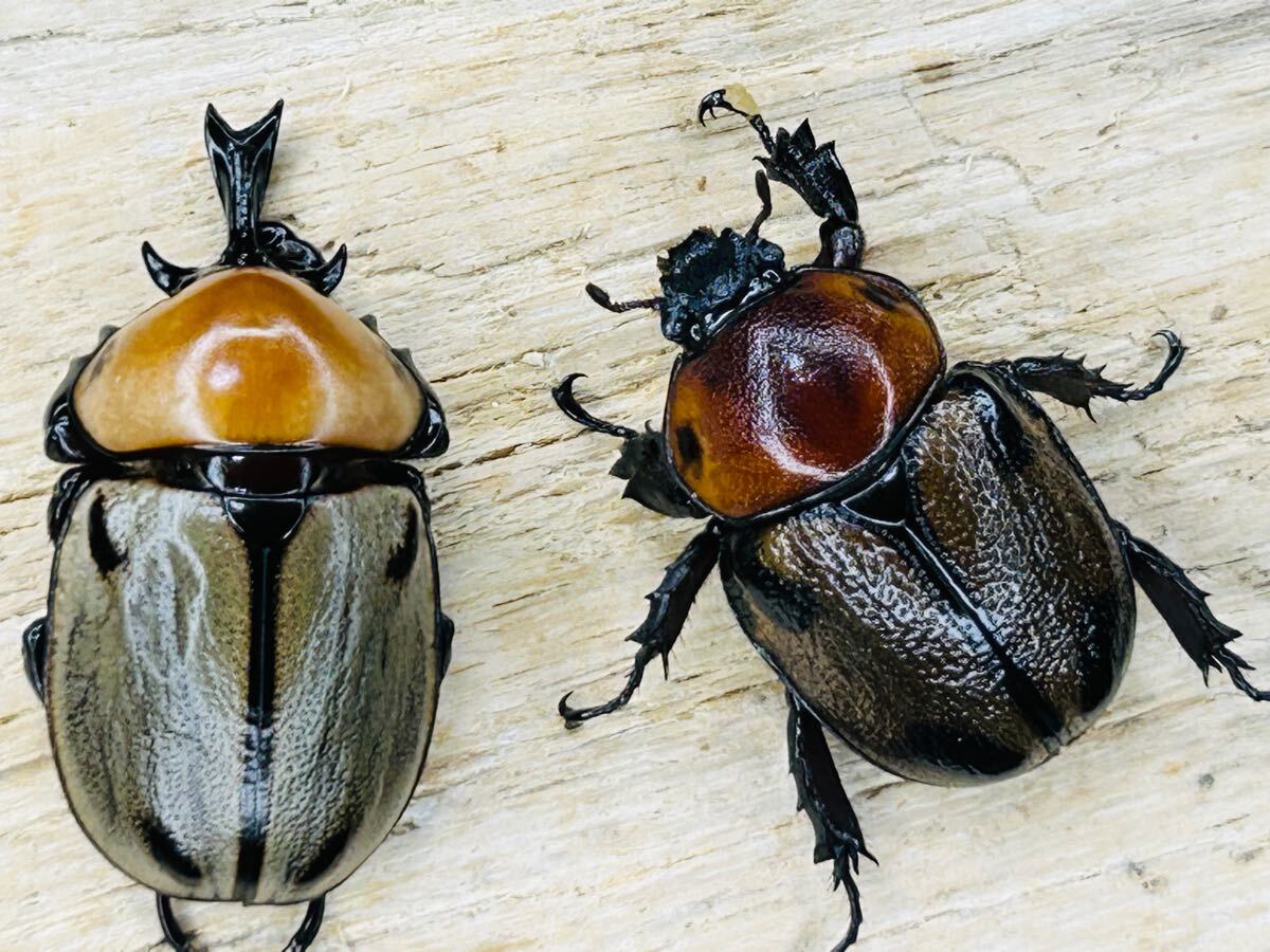 2025年最新】Yahoo!オークション - 外国産(成虫 カブトムシ)の