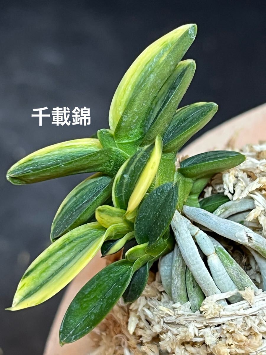 Yahoo!オークション -「富貴蘭 千載」の落札相場・落札価格