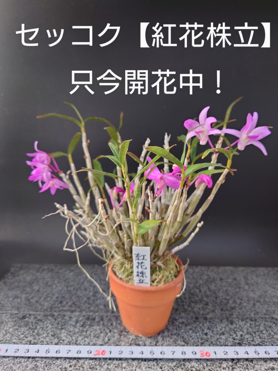Yahoo!オークション -「長生蘭 セッコク 株立」(花、園芸) の Yahoo!オークション -「長生蘭 セッコク 株立」(花、園芸) の