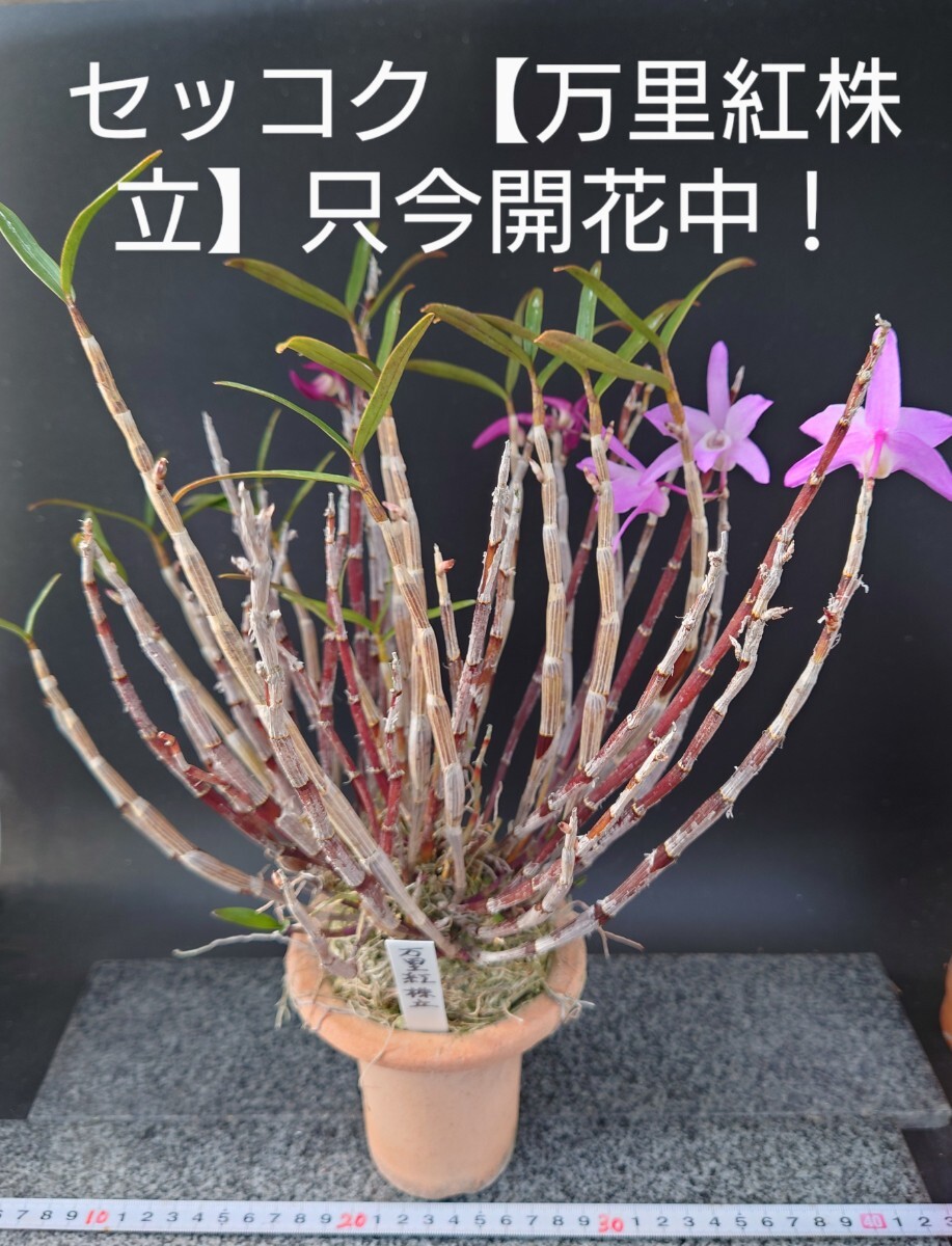 Yahoo!オークション -「万里」(鉢植え) の落札相場・落札価格 Yahoo!オークション -「万里」(鉢植え) の落札相場・落札価格