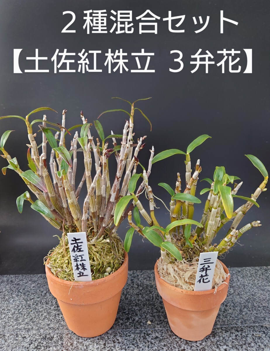 Yahoo!オークション -「風蘭 花」の落札相場・落札価格 Yahoo!オークション -「風蘭 花」の落札相場・落札価格