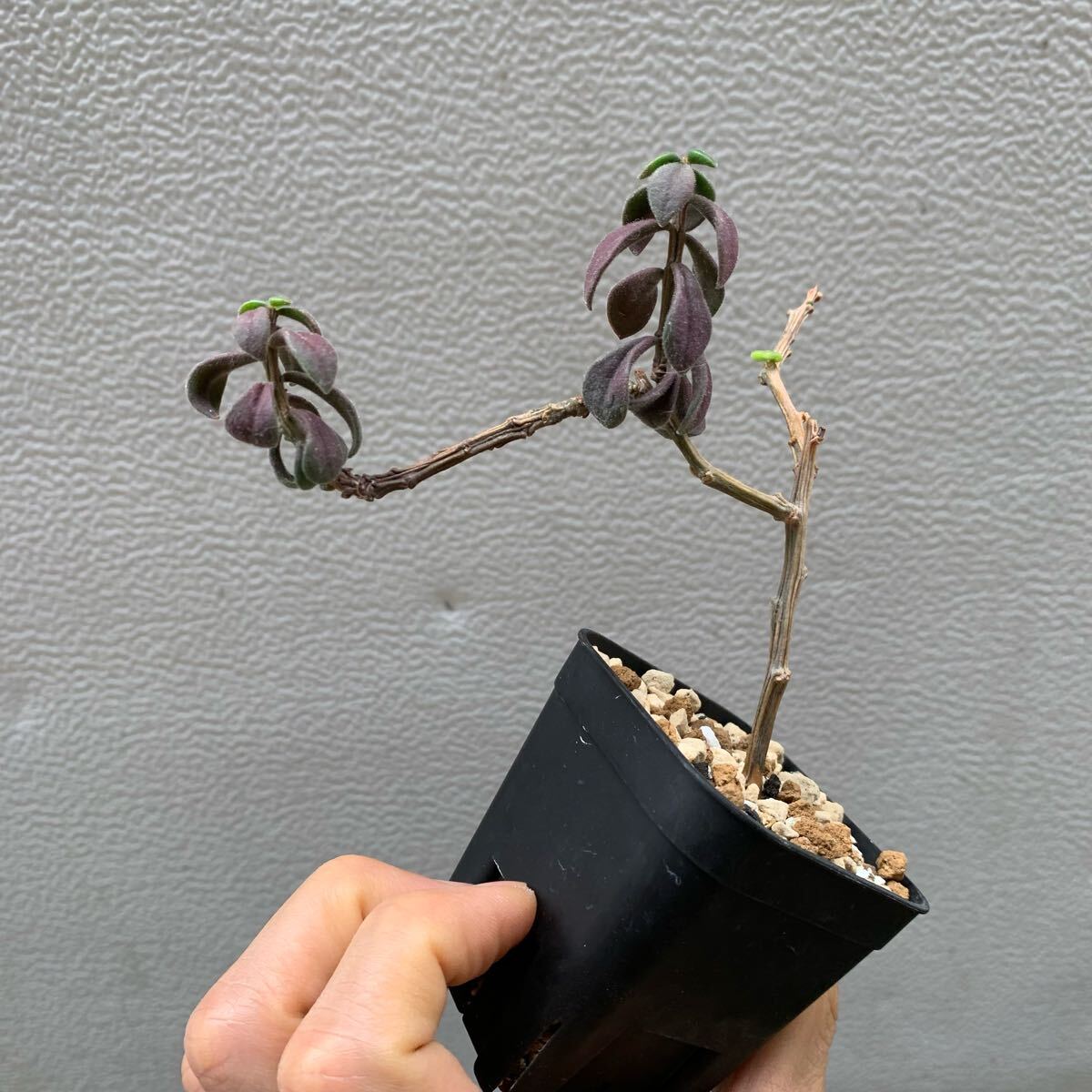 2025年最新】チレコドンの素敵な観葉植物を探す - Yahoo 2025年最新】チレコドンの素敵な観葉植物を探す - Yahoo