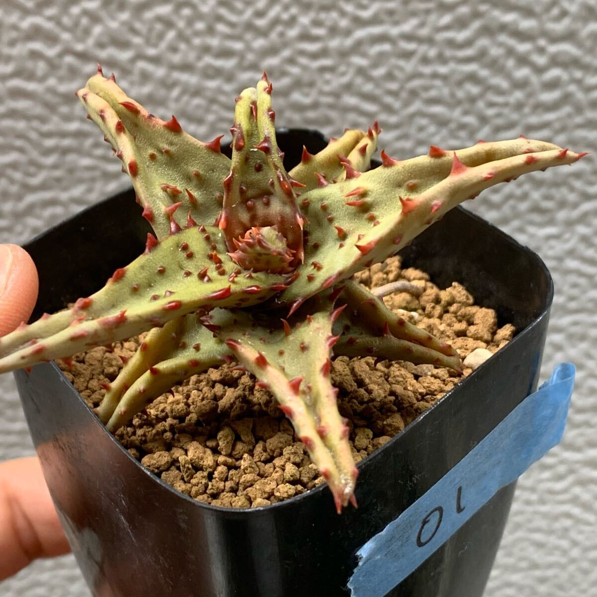 Yahoo!オークション -「aloe castilloniae」の落札相場・落札価格 Yahoo!オークション -「aloe castilloniae」の落札相場・落札価格