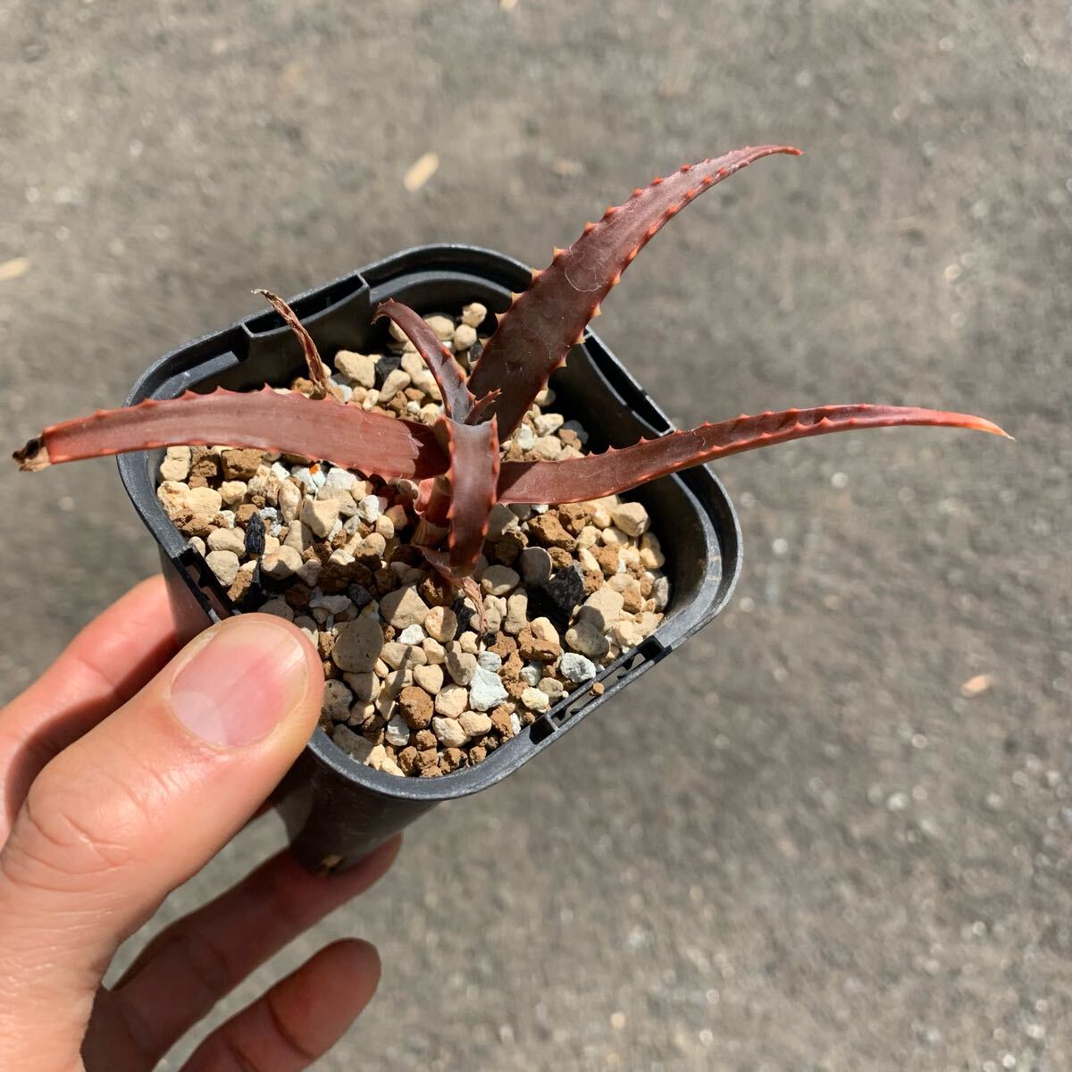 Yahoo!オークション - 鬼鮫 キズあり 多肉植物 アロエ 発根済み Yahoo!オークション - 鬼鮫 キズあり 多肉植物 アロエ 発根済み