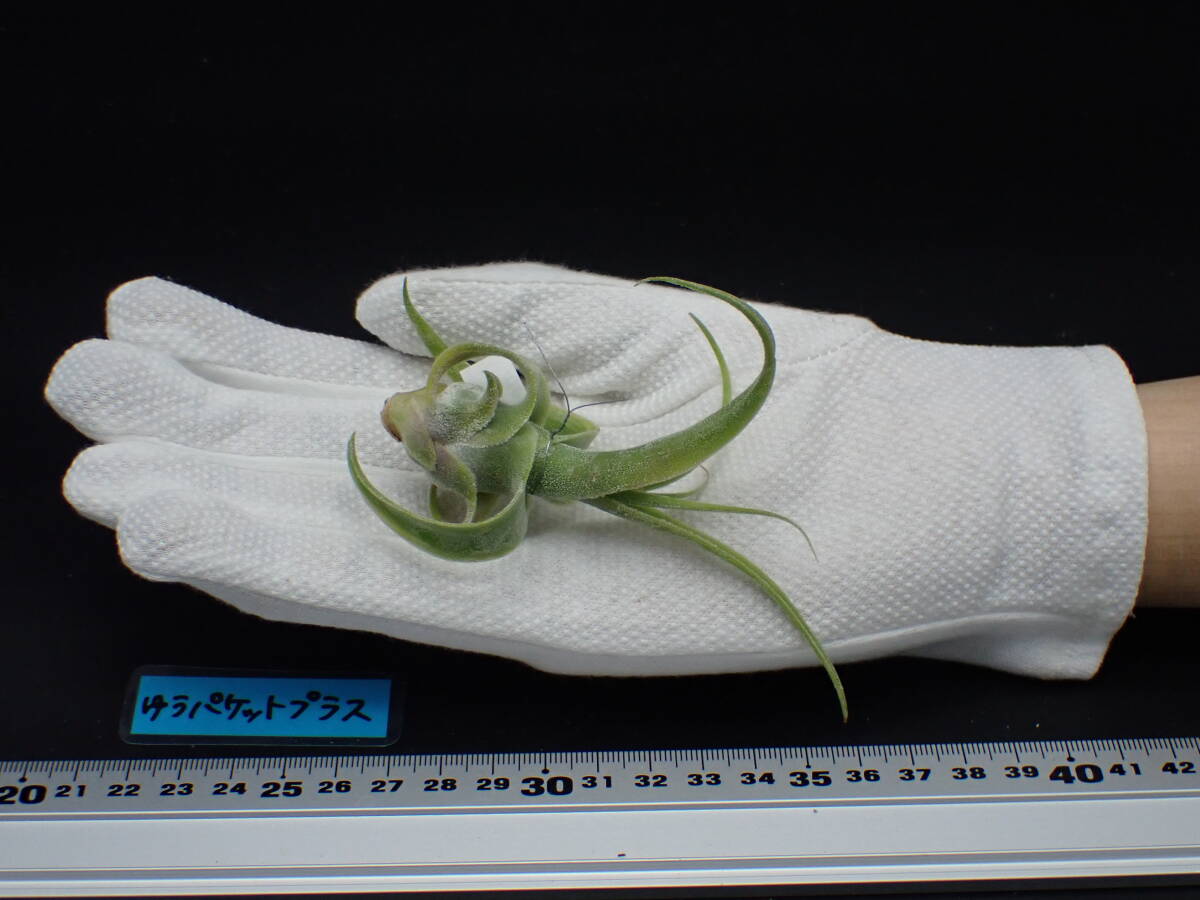 Yahoo!オークション -「tillandsia diguetii」の落札相場・落札価格