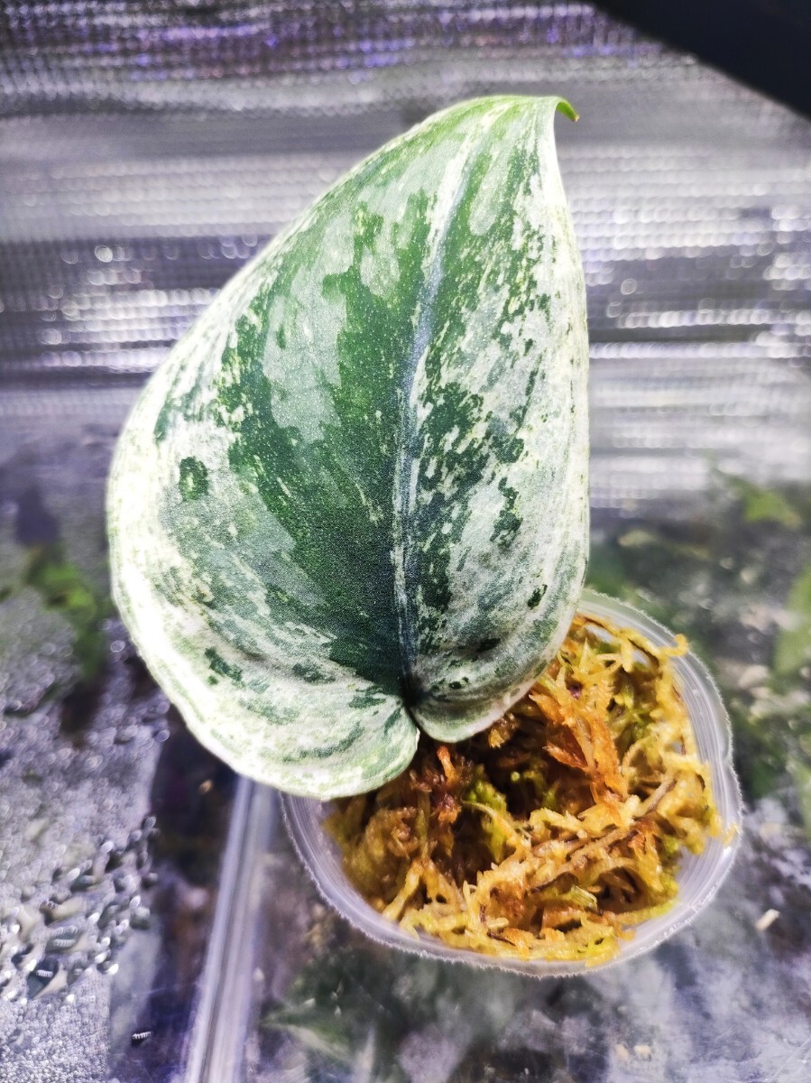 Yahoo!オークション -「エキゾチカ」(その他) (観葉植物)の落札