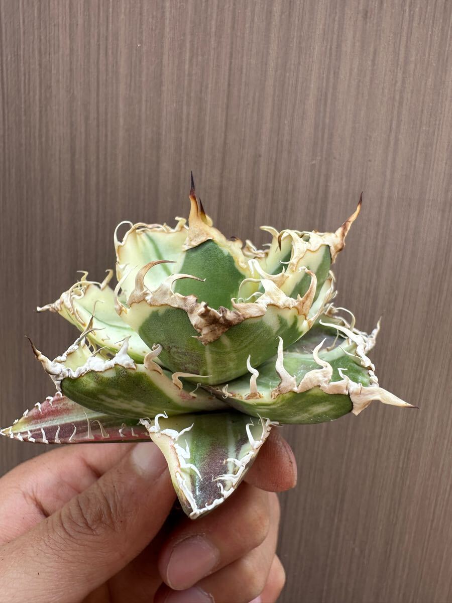 Yahoo!オークション -「アガベ シーザー錦」(アガベ) (観葉植物 Yahoo!オークション -「アガベ シーザー錦」(アガベ) (観葉植物