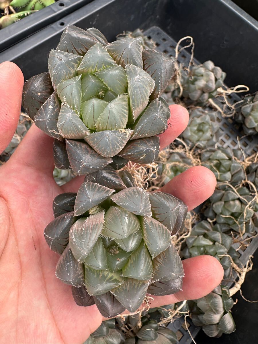 Yahoo!オークション -「多肉 ハオルチア 白」(観葉植物) の落札