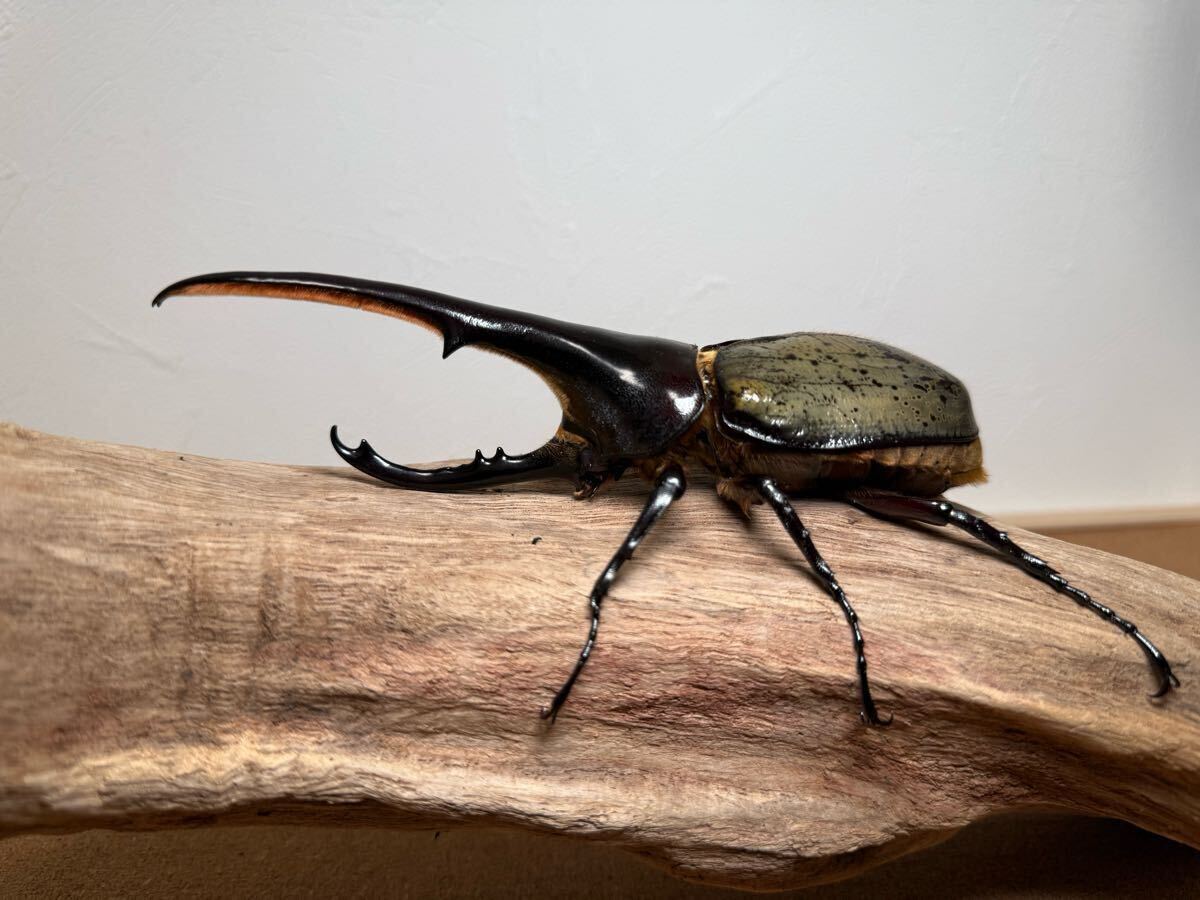 2025年最新】Yahoo!オークション - 外国産(成虫 カブトムシ)の