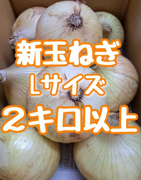 おいしいっ!新たまねぎ! 2㎏以上!Lサイズ!