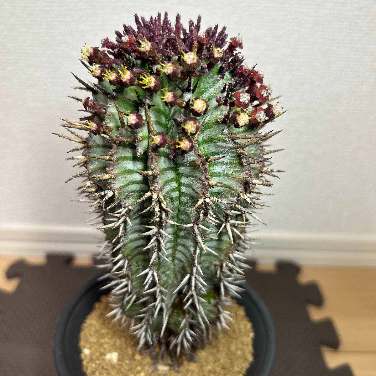 Yahoo!オークション -「宇田ホリダ」(サボテン) (観葉植物)の Yahoo!オークション -「宇田ホリダ」(サボテン) (観葉植物)の
