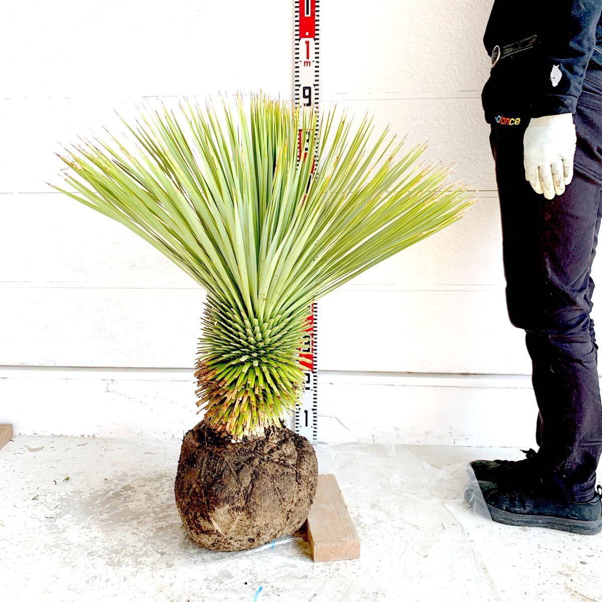 2025年最新】ユッカロストラータの商品一覧!個性的な観葉植物を 2025年最新】ユッカロストラータの商品一覧!個性的な観葉植物を