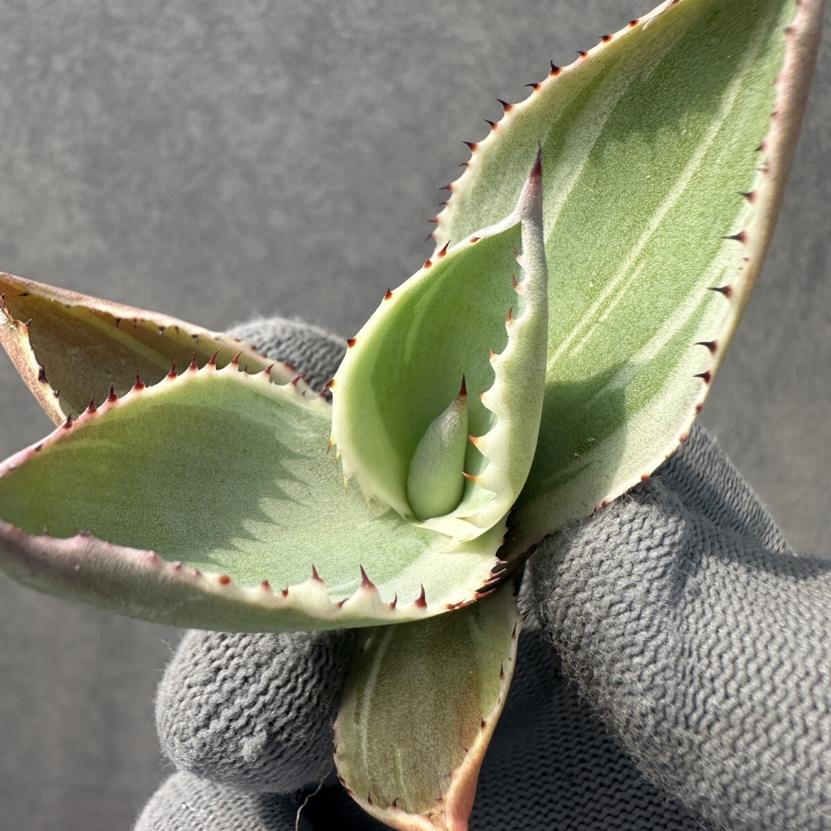Yahoo!オークション -「セルシー」(アガベ) (観葉植物)の落札 Yahoo!オークション -「セルシー」(アガベ) (観葉植物)の落札