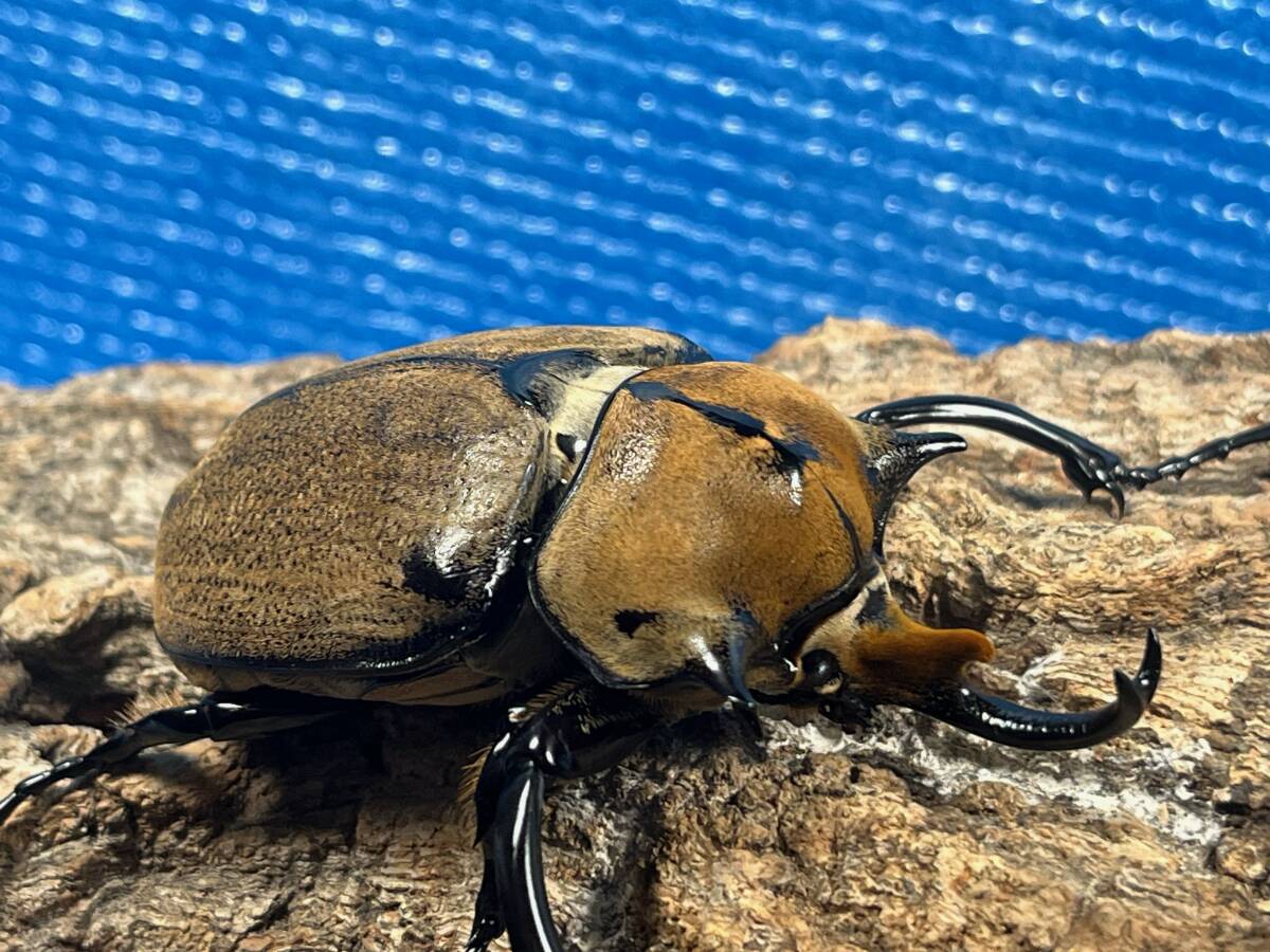 ノゲイラゾウカブト 100ミリ前後♂単品 - クワガタ横丁