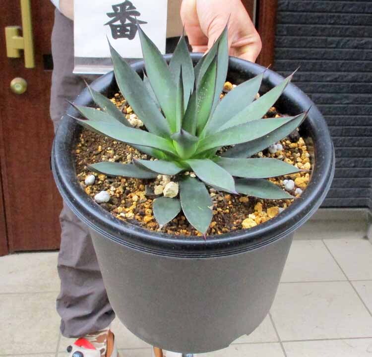 Yahoo!オークション -「アテナータ」(アガベ) (観葉植物)の落札 Yahoo!オークション -「アテナータ」(アガベ) (観葉植物)の落札