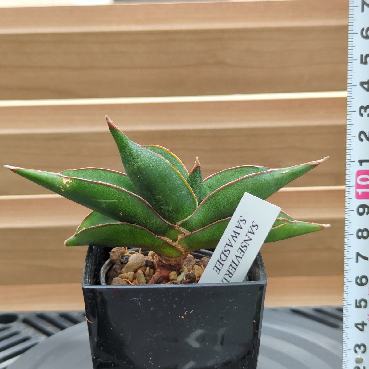 2025年最新】Yahoo!オークション -観葉植物 サンスベリア(観葉 2025年最新】Yahoo!オークション -観葉植物 サンスベリア(観葉