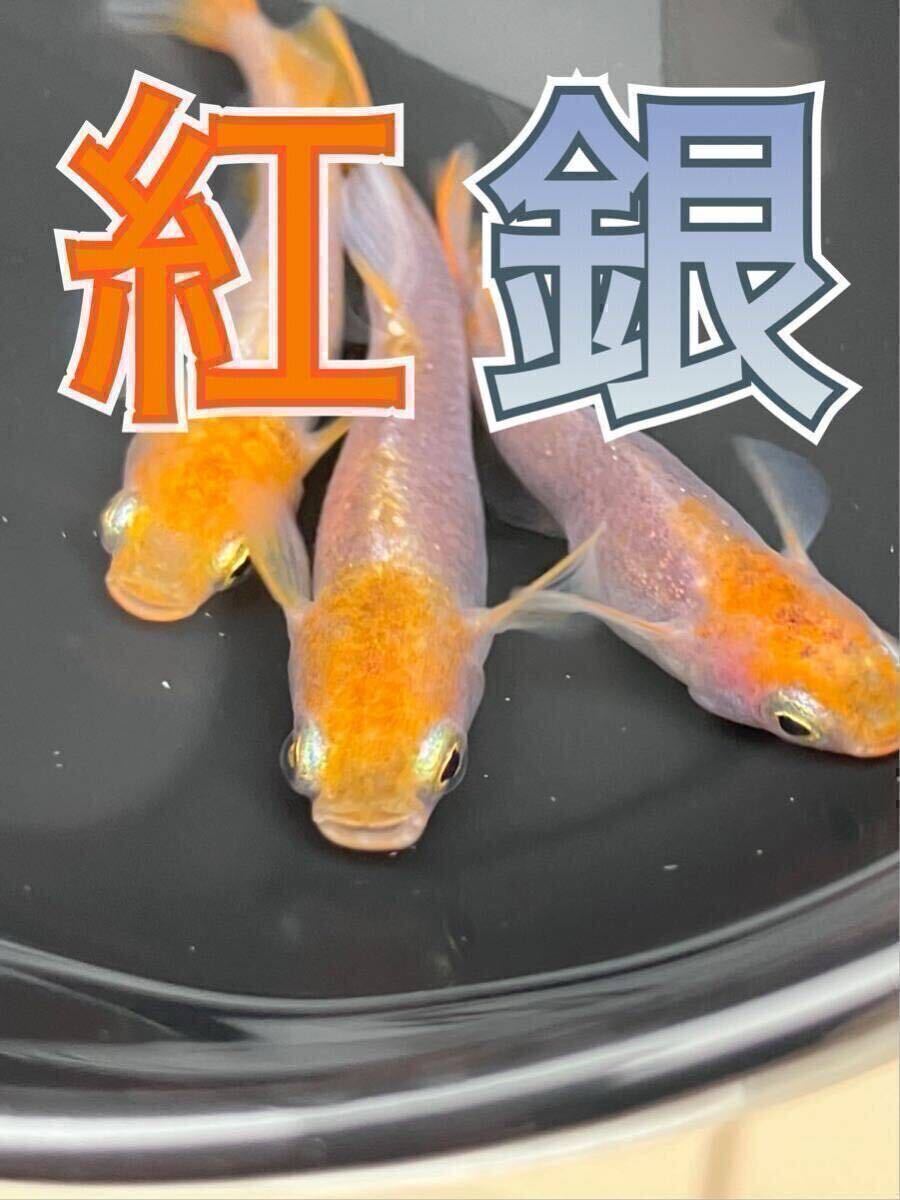 レッドクリフ 紅白タイプ メダカ めだか（1） （Mサイズ） 2ペア