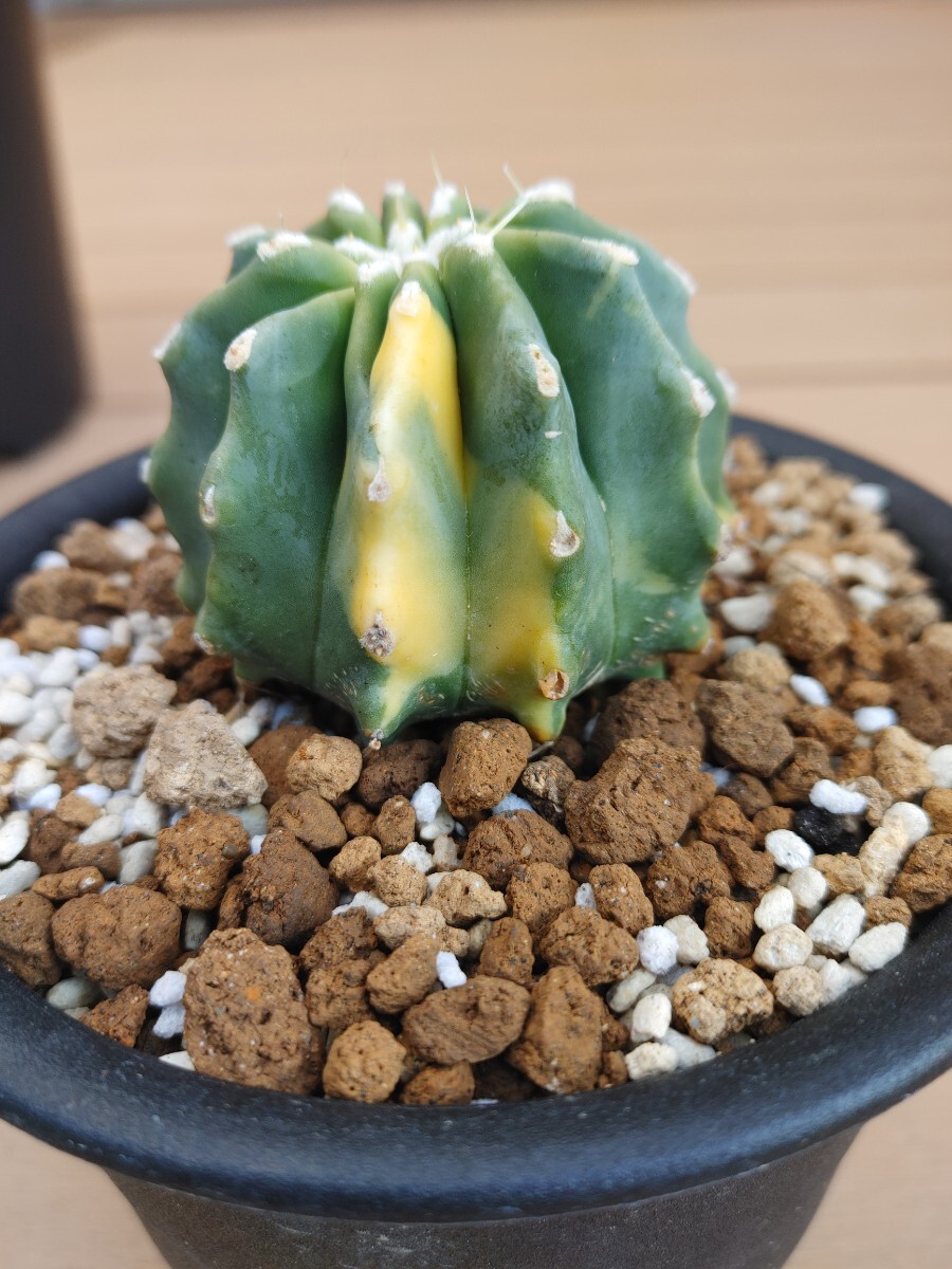 Yahoo!オークション -「王冠竜」(サボテン) (観葉植物)の落札 Yahoo!オークション -「王冠竜」(サボテン) (観葉植物)の落札