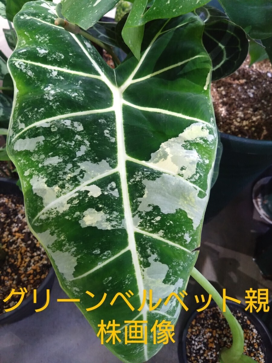 Yahoo!オークション -「アロカシア 斑入り」(その他) (観葉植物 Yahoo!オークション -「アロカシア 斑入り」(その他) (観葉植物