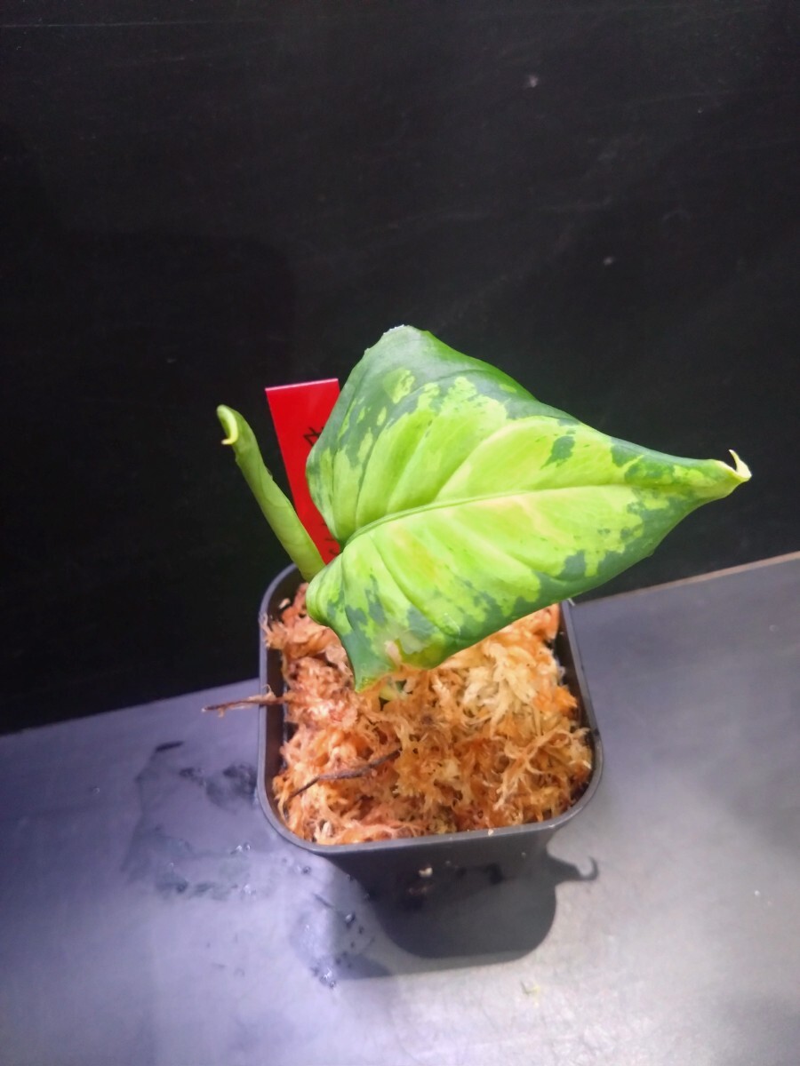 2025年最新】Yahoo!オークション -アグラオネマ aglaonema(観葉 2025年最新】Yahoo!オークション -アグラオネマ aglaonema(観葉