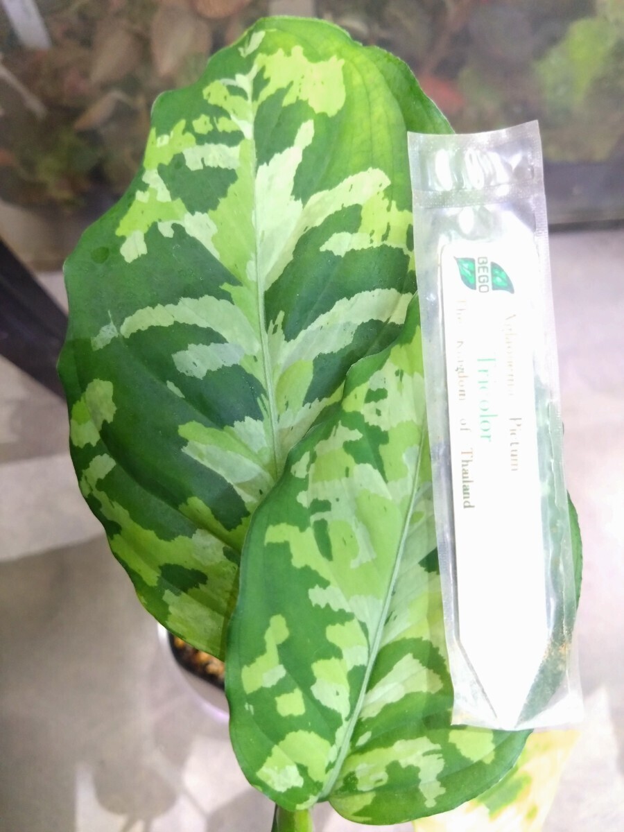 2025年最新】Yahoo!オークション -アグラオネマ aglaonema(観葉 2025年最新】Yahoo!オークション -アグラオネマ aglaonema(観葉