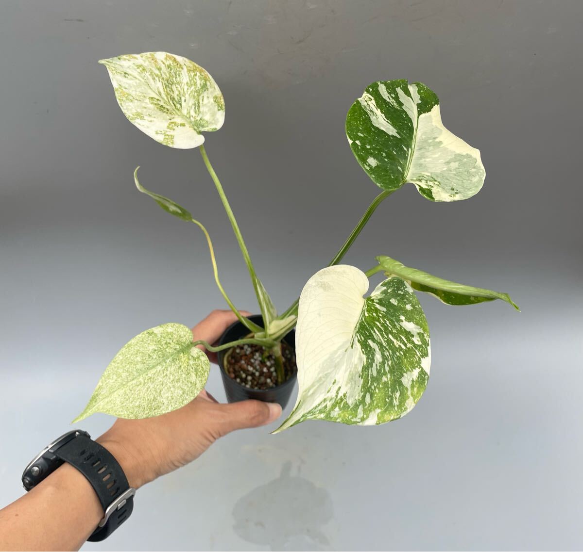 2025年最新】Yahoo!オークション -モンステラ(観葉植物)の中古品 2025年最新】Yahoo!オークション -モンステラ(観葉植物)の中古品
