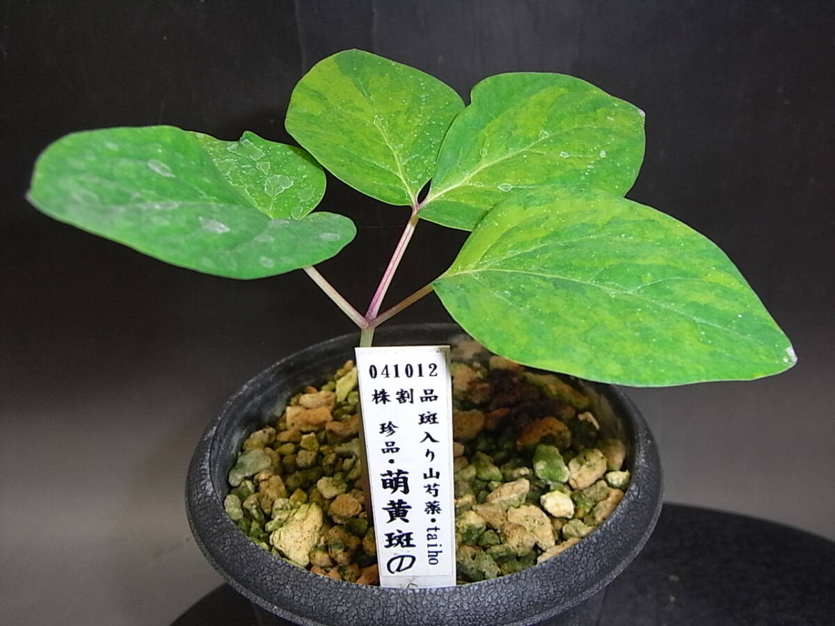 2025年最新】斑入りヤマシャクヤクの鉢植えが勢揃い - Yahoo 2025年最新】斑入りヤマシャクヤクの鉢植えが勢揃い - Yahoo