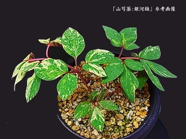 Yahoo!オークション -「斑入り ヤマシャクヤク」(花、園芸) の Yahoo!オークション -「斑入り ヤマシャクヤク」(花、園芸) の