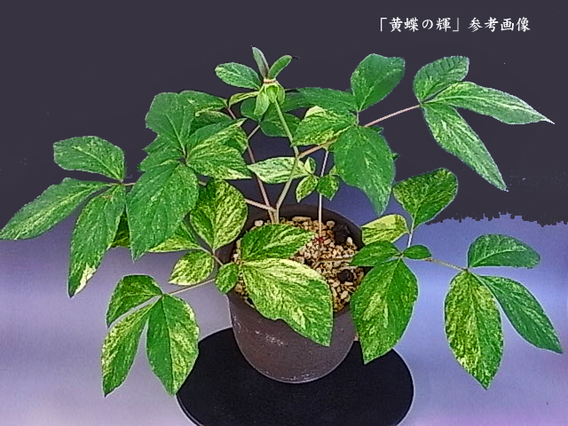 2025年最新】斑入りヤマシャクヤクの鉢植えが勢揃い - Yahoo 2025年最新】斑入りヤマシャクヤクの鉢植えが勢揃い - Yahoo