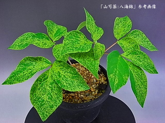 2025年最新】斑入りヤマシャクヤクの鉢植えが勢揃い - Yahoo 2025年最新】斑入りヤマシャクヤクの鉢植えが勢揃い - Yahoo