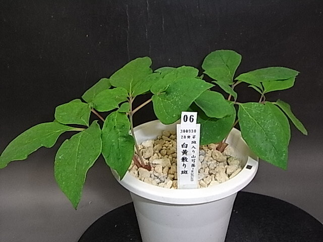 2025年最新】斑入りヤマシャクヤクの鉢植えが勢揃い - Yahoo 2025年最新】斑入りヤマシャクヤクの鉢植えが勢揃い - Yahoo