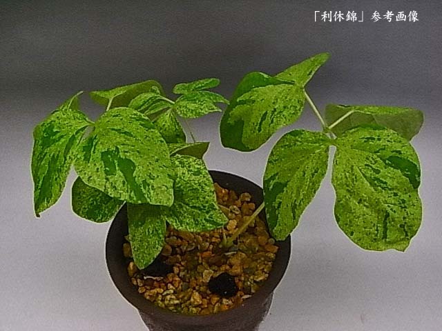 2025年最新】斑入りヤマシャクヤクの鉢植えが勢揃い - Yahoo 2025年最新】斑入りヤマシャクヤクの鉢植えが勢揃い - Yahoo