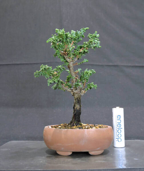 ヒノキ 石化桧 ミニ盆栽 奥行9cm 横幅8.5cm 高さ13.5cm