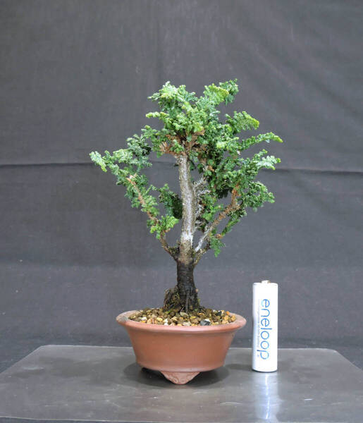 ヒノキ 石化桧 ミニ盆栽 奥行9.5cm 横幅10cm 高さ16cm