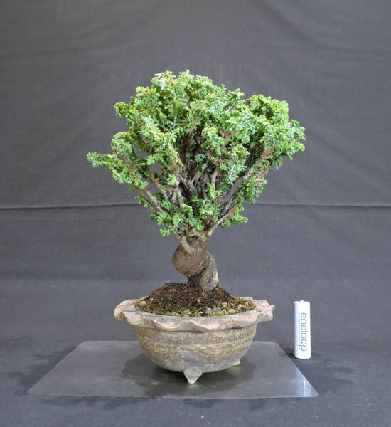 ヒノキ 石化桧 盆栽 奥行16cm 横幅16cm 高さ23cm