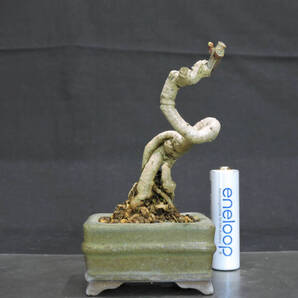 イチョウ ミニ盆栽 奥行6.5cm 横幅5.5cm 高さ10cm