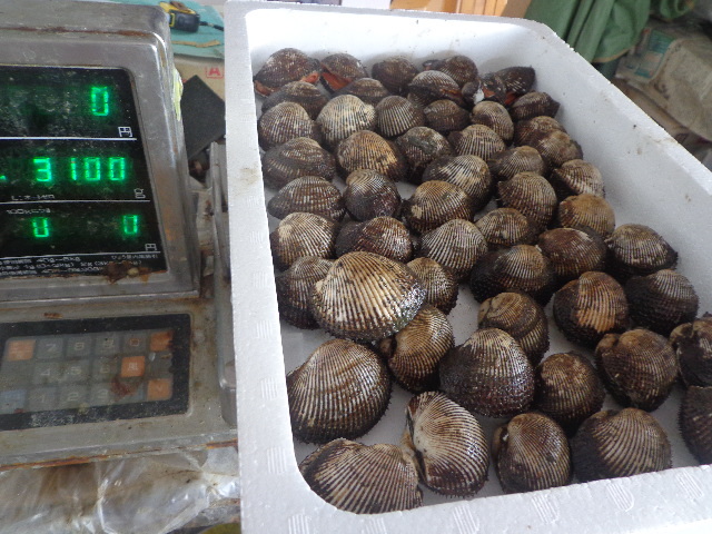 マルキュー 冷凍エサ マルキュー くわせ赤貝 刺し餌 釣り餌 石鯛
