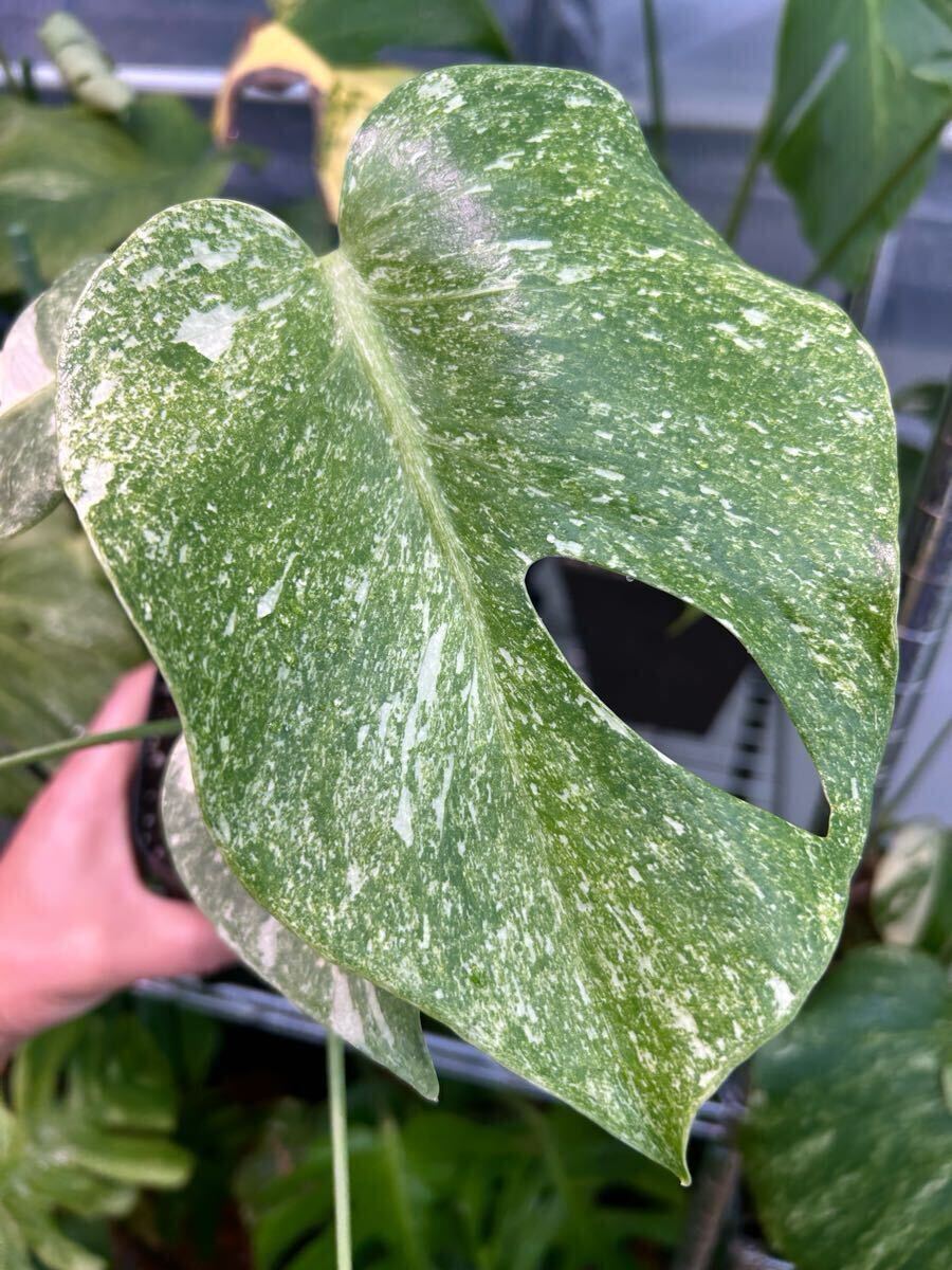 Yahoo!オークション -「タイ」(モンステラ) (観葉植物)の落札 Yahoo!オークション -「タイ」(モンステラ) (観葉植物)の落札